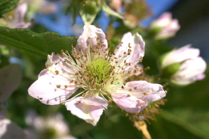 Brombeerblüte (Rubus): Sie bietet Insekten Nahrung.